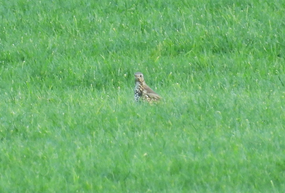 ヤドリギツグミ - ML646206819