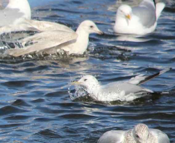 Common Gull - ML646206832