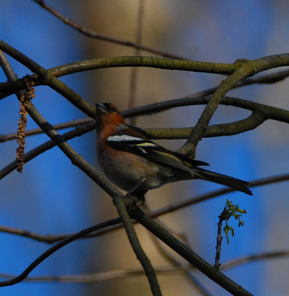Common Chaffinch - ML646206840