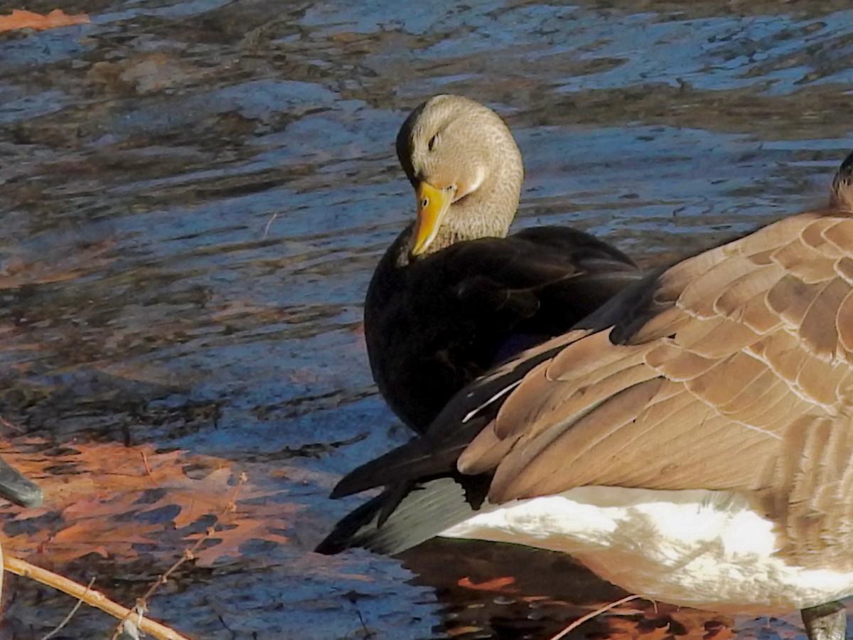 Ahate iluna - ML646206843