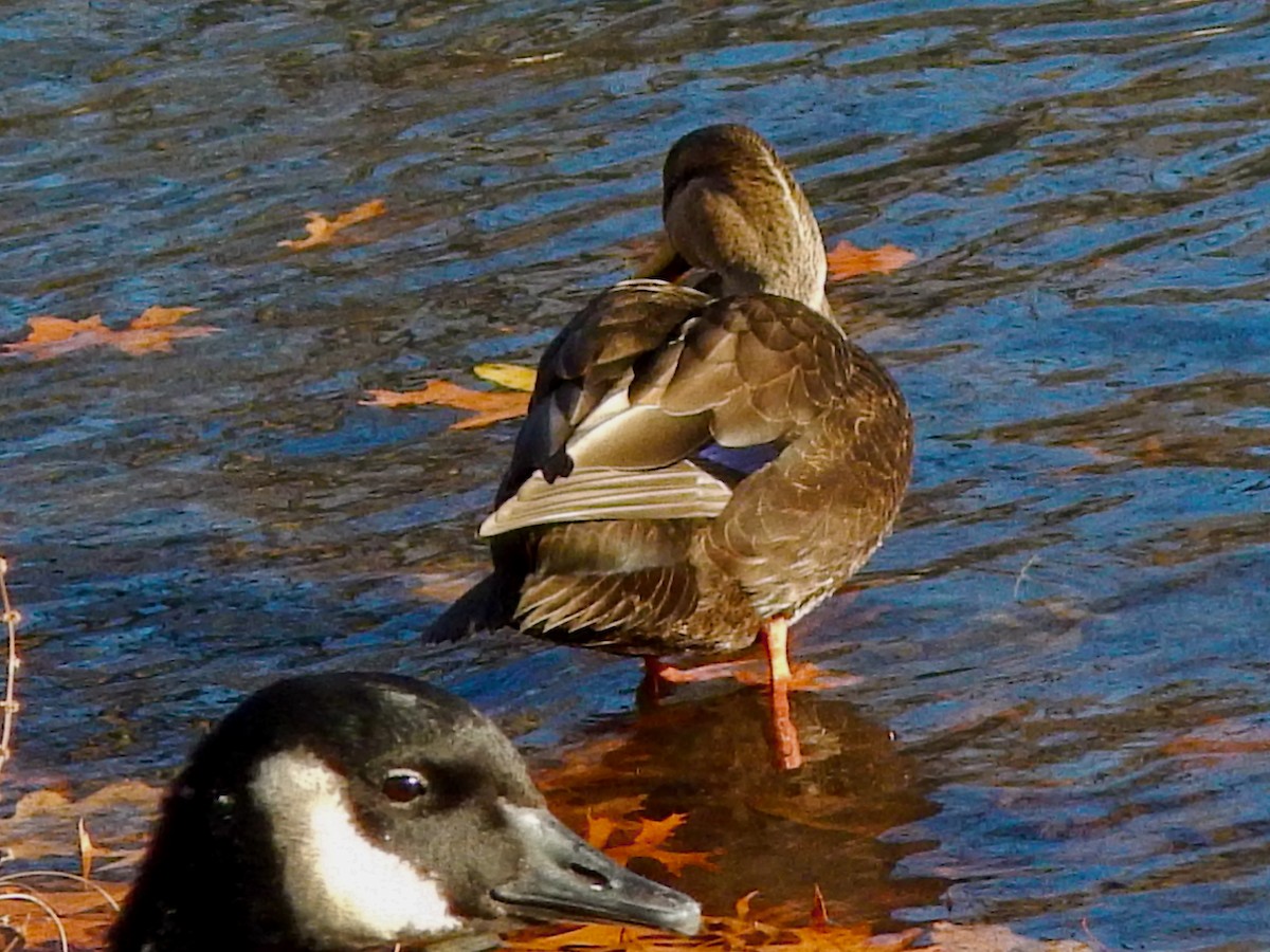 Ahate iluna - ML646206844