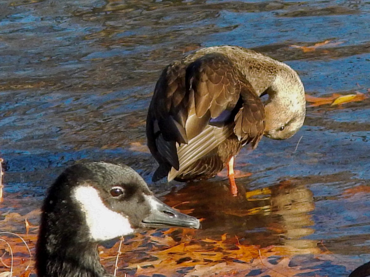 Ahate iluna - ML646206845