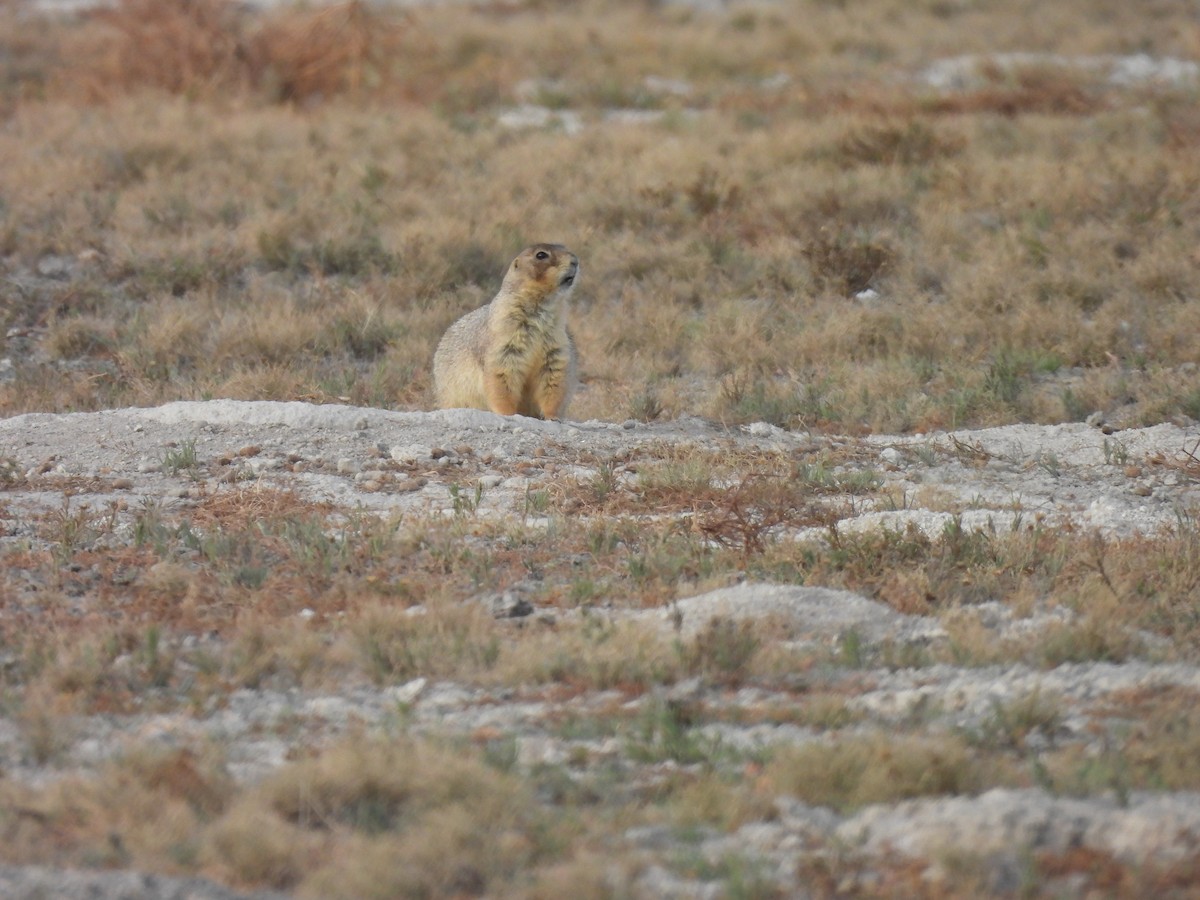 Animals - ML646206847