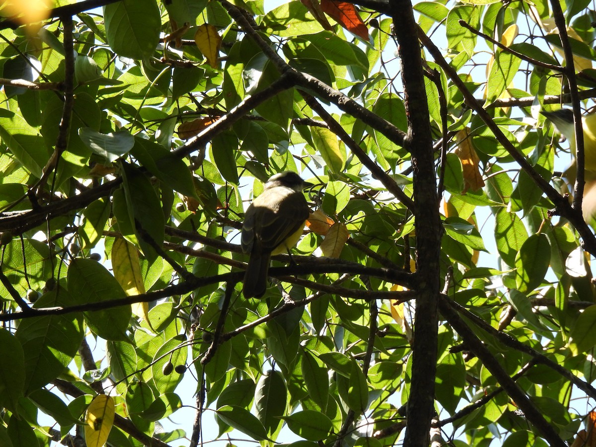 Tyran sociable - ML646206858