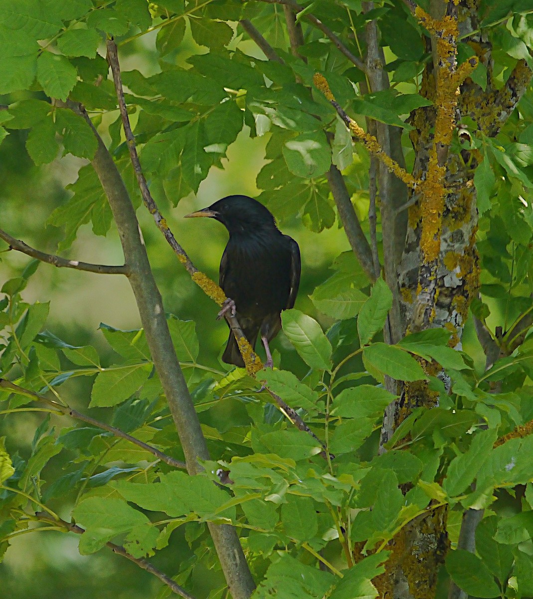 Einfarbstar - ML646206859