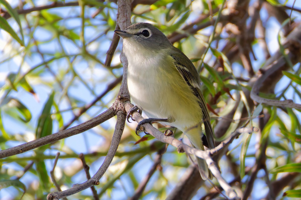 フタスジモズモドキ - ML646206860