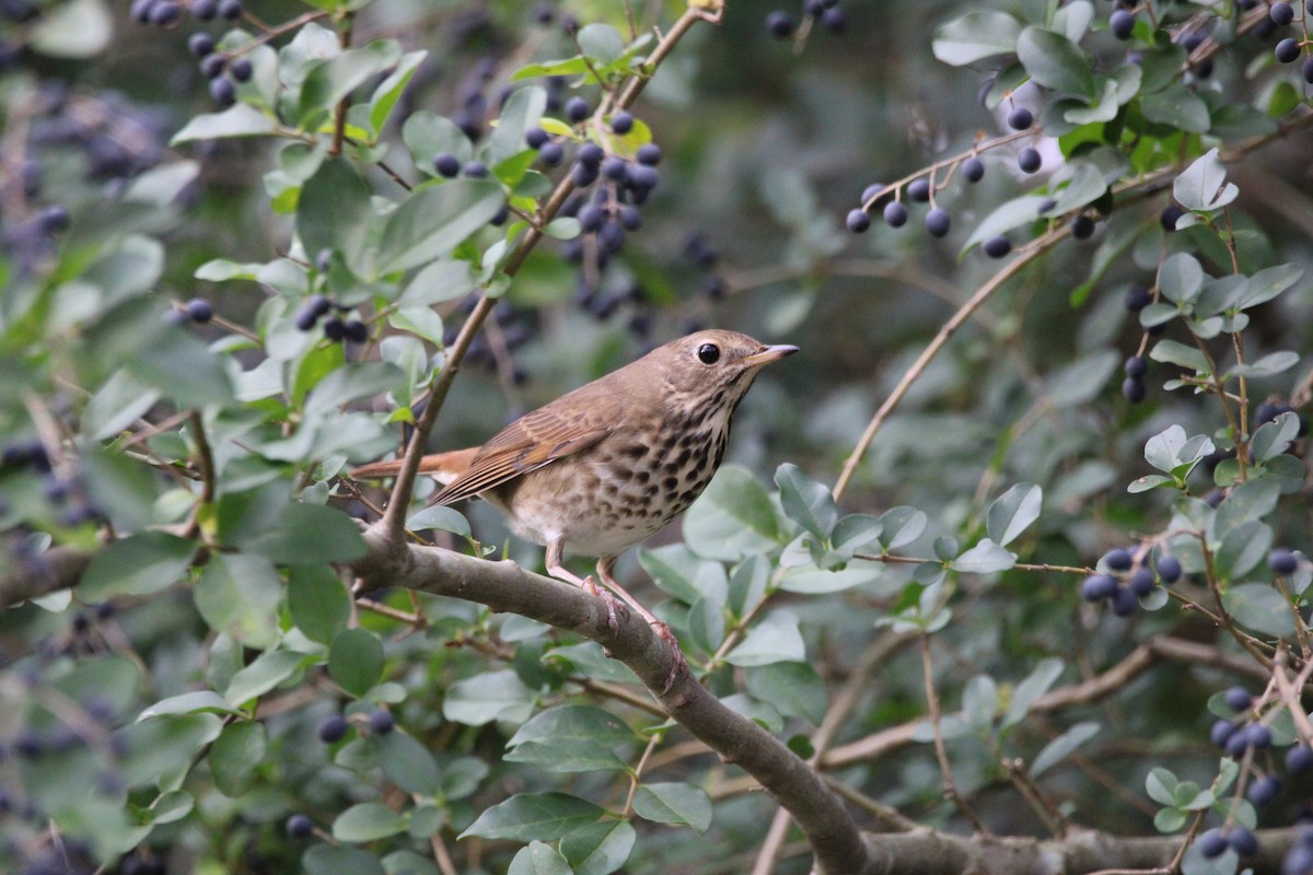 Hermit Thrush - ML646206861