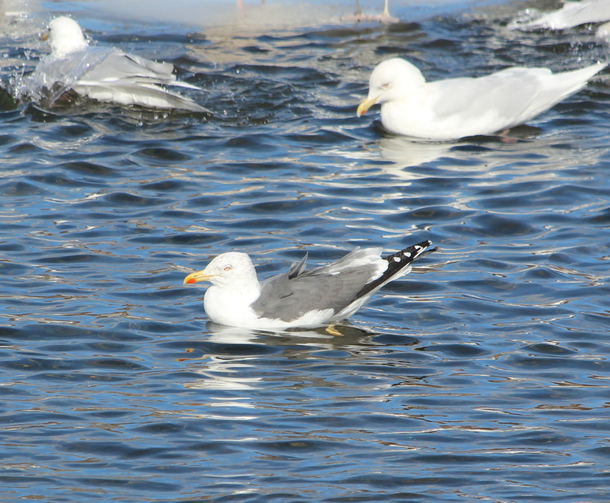 Kaio iluna - ML646206863