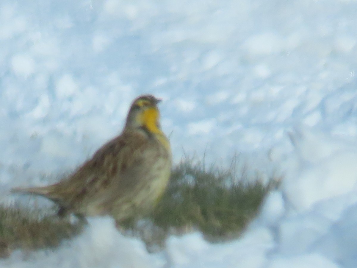 Western Meadowlark - ML646206864