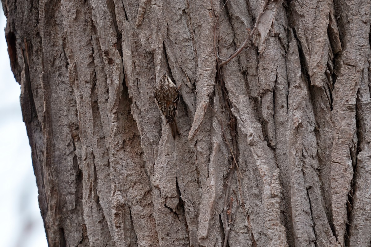 Brown Creeper - ML646206865