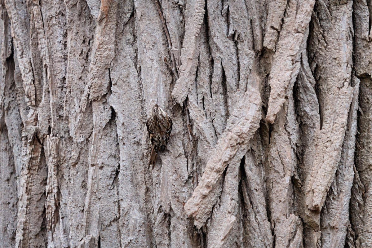 Brown Creeper - ML646206866