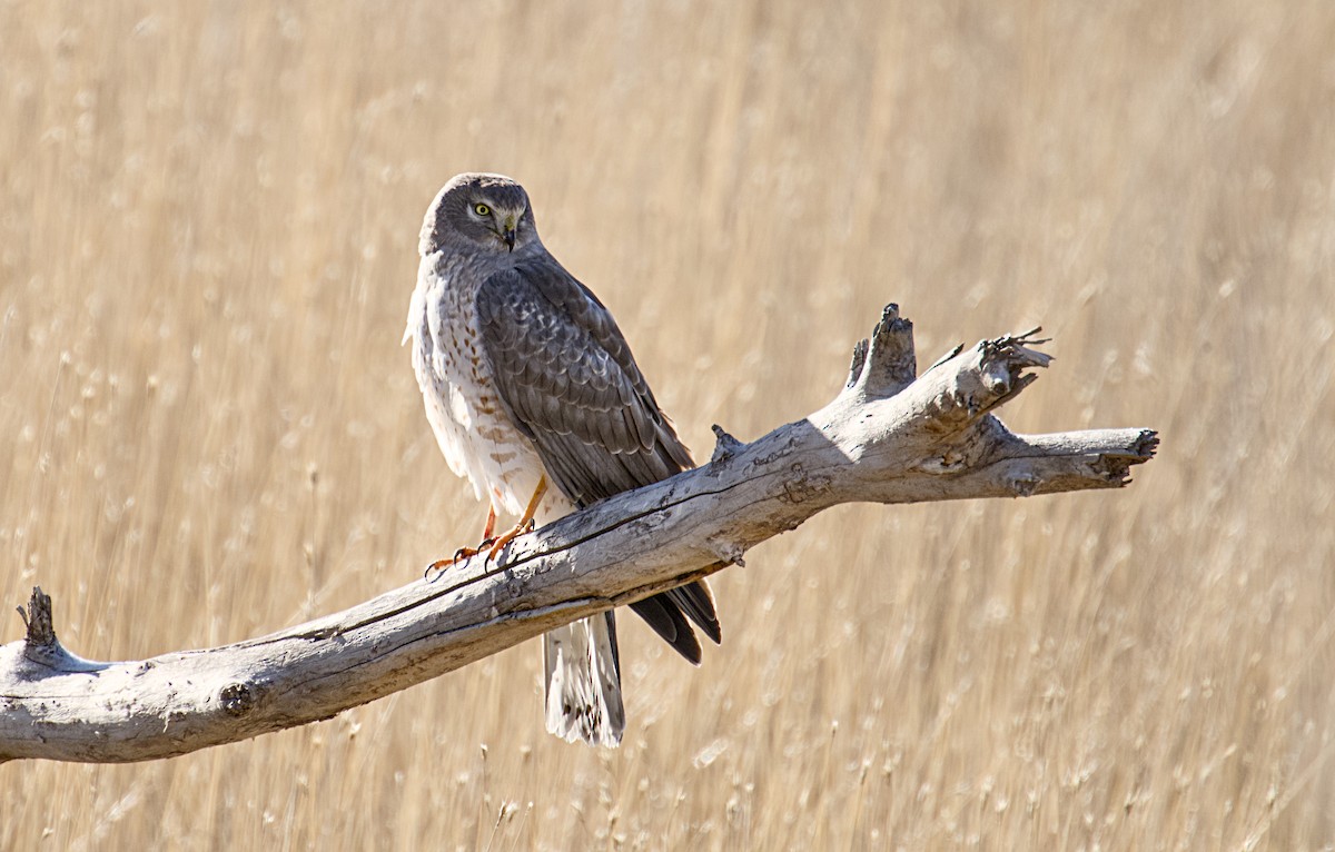 Northern Harrier - ML646206874