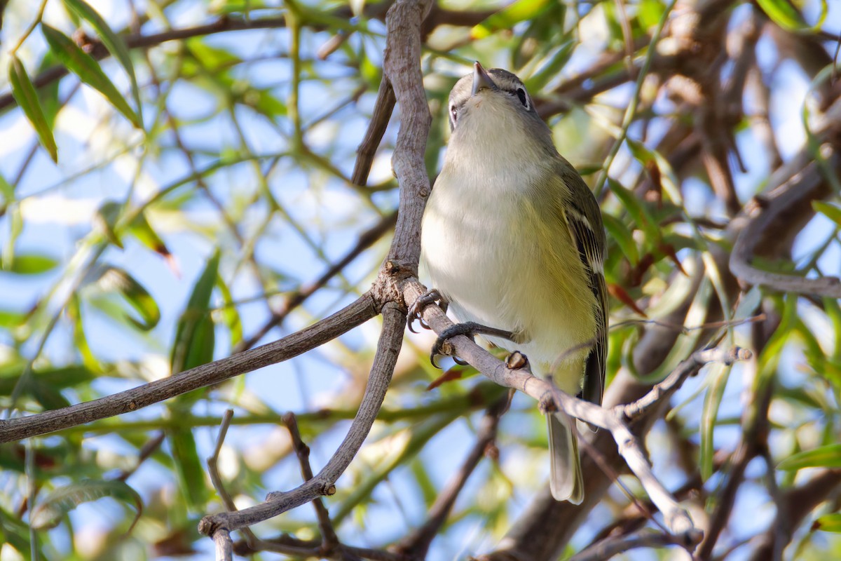 フタスジモズモドキ - ML646206877