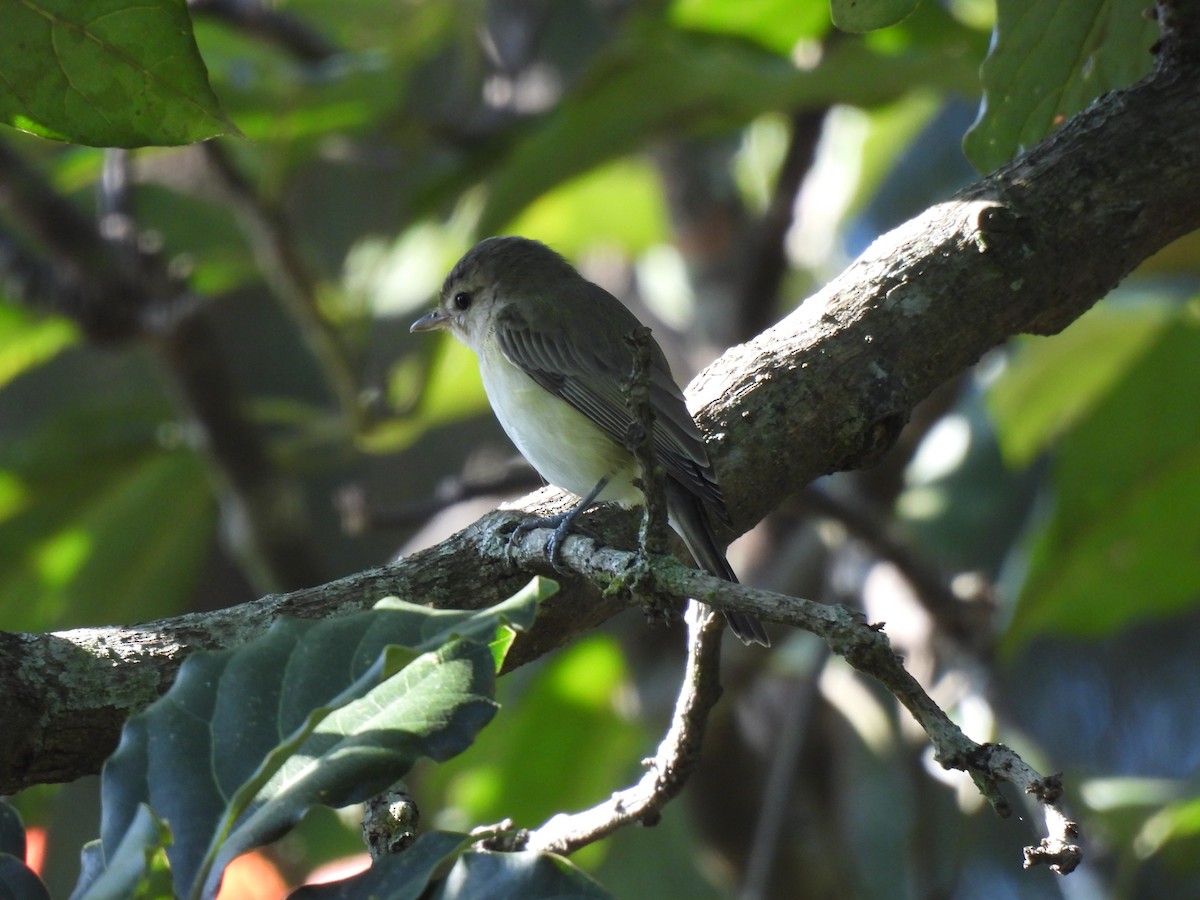 Eastern Warbling Vireo - ML646206879