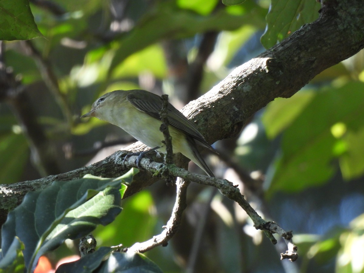 Eastern Warbling Vireo - ML646206881