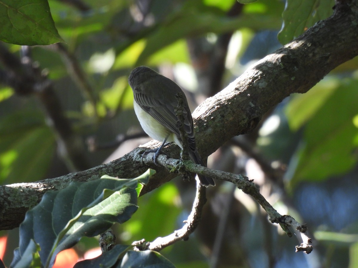 Eastern Warbling Vireo - ML646206883