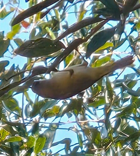 Orange-crowned Warbler - ML646206884