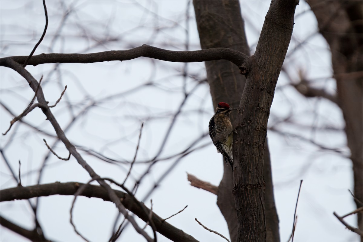 Yellow-bellied Sapsucker - ML646206885