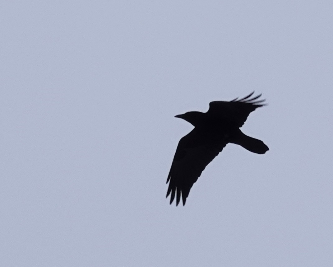 Common Raven - ML646206886