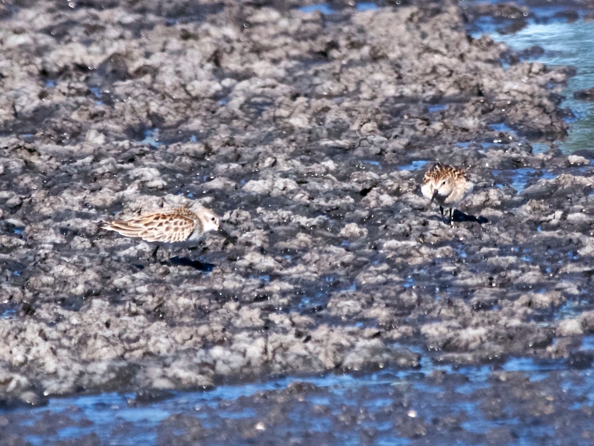 Western Sandpiper - ML646206888