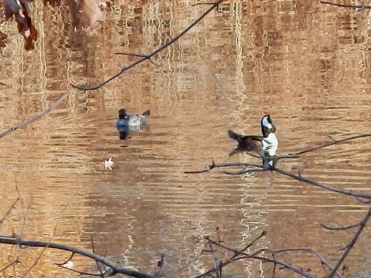 Hooded Merganser - ML646206889
