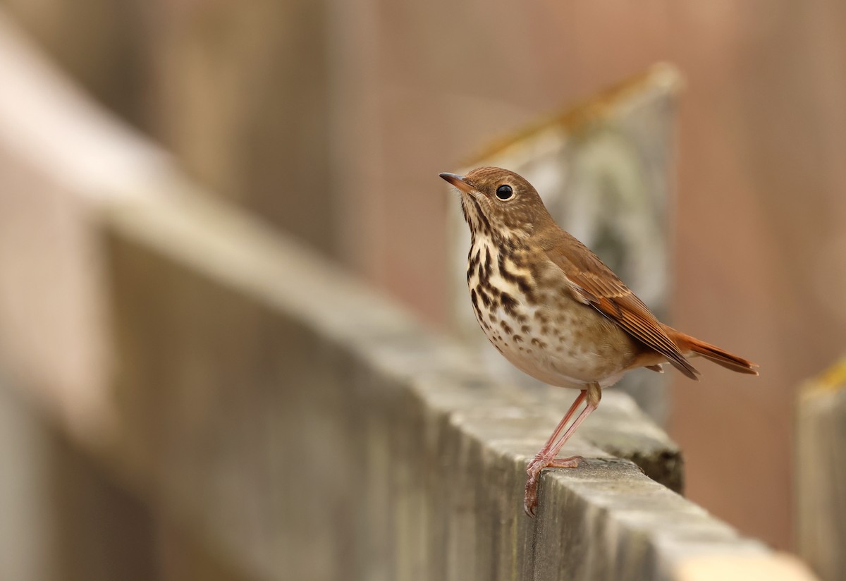 Hermit Thrush - ML646206890