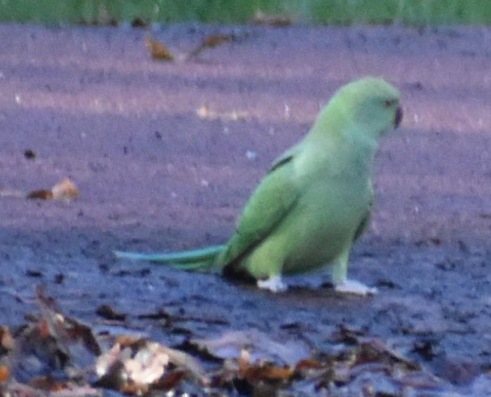 Rose-ringed Parakeet - ML646206891
