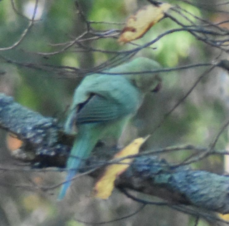 Rose-ringed Parakeet - ML646206892