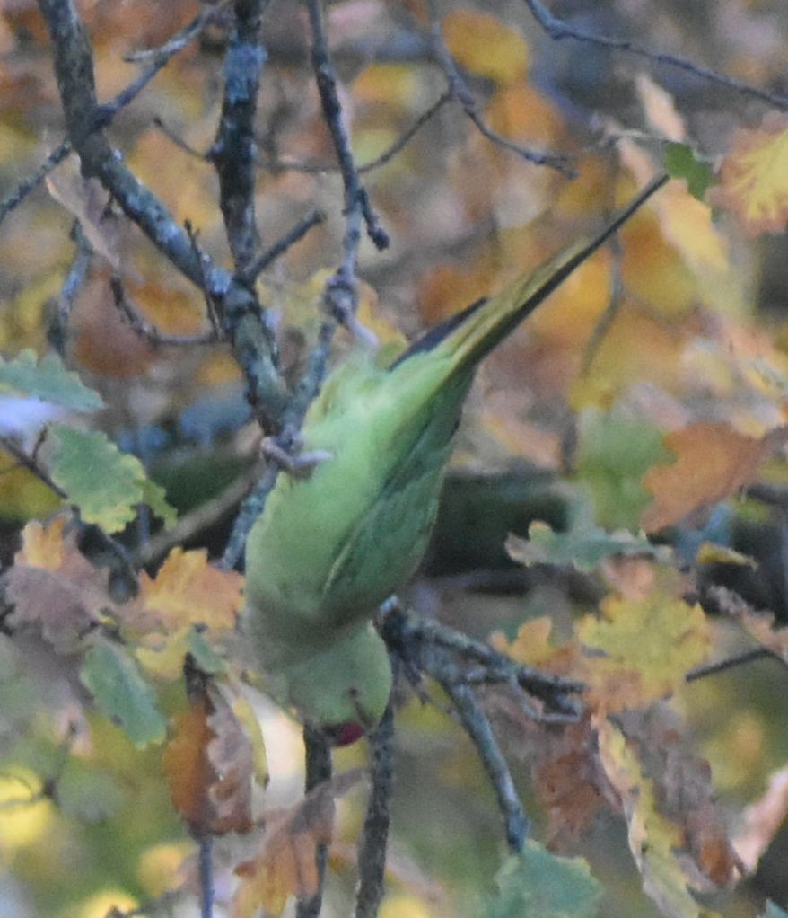 Rose-ringed Parakeet - ML646206893