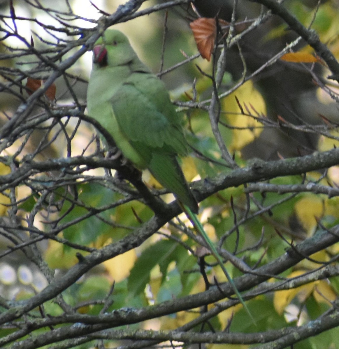 Rose-ringed Parakeet - ML646206894