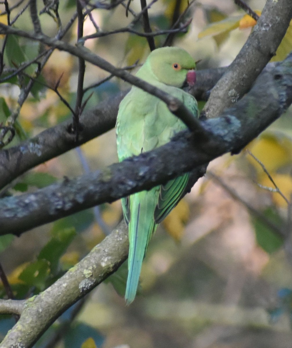 Rose-ringed Parakeet - ML646206895