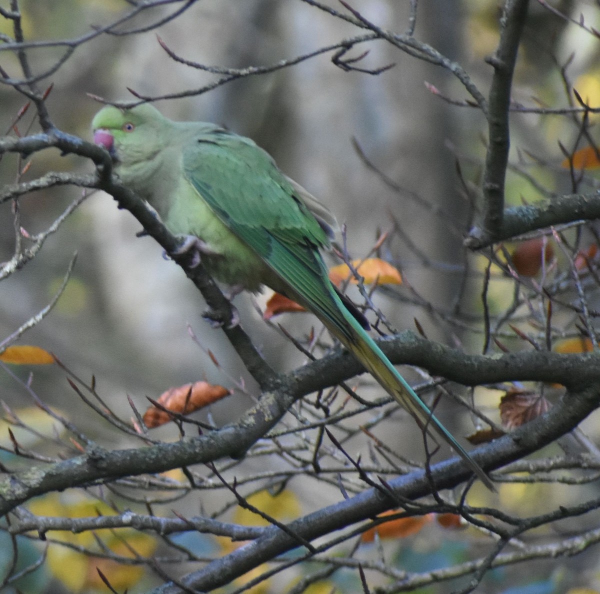 Rose-ringed Parakeet - ML646206896