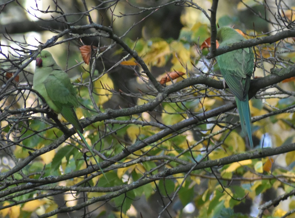 Rose-ringed Parakeet - ML646206897