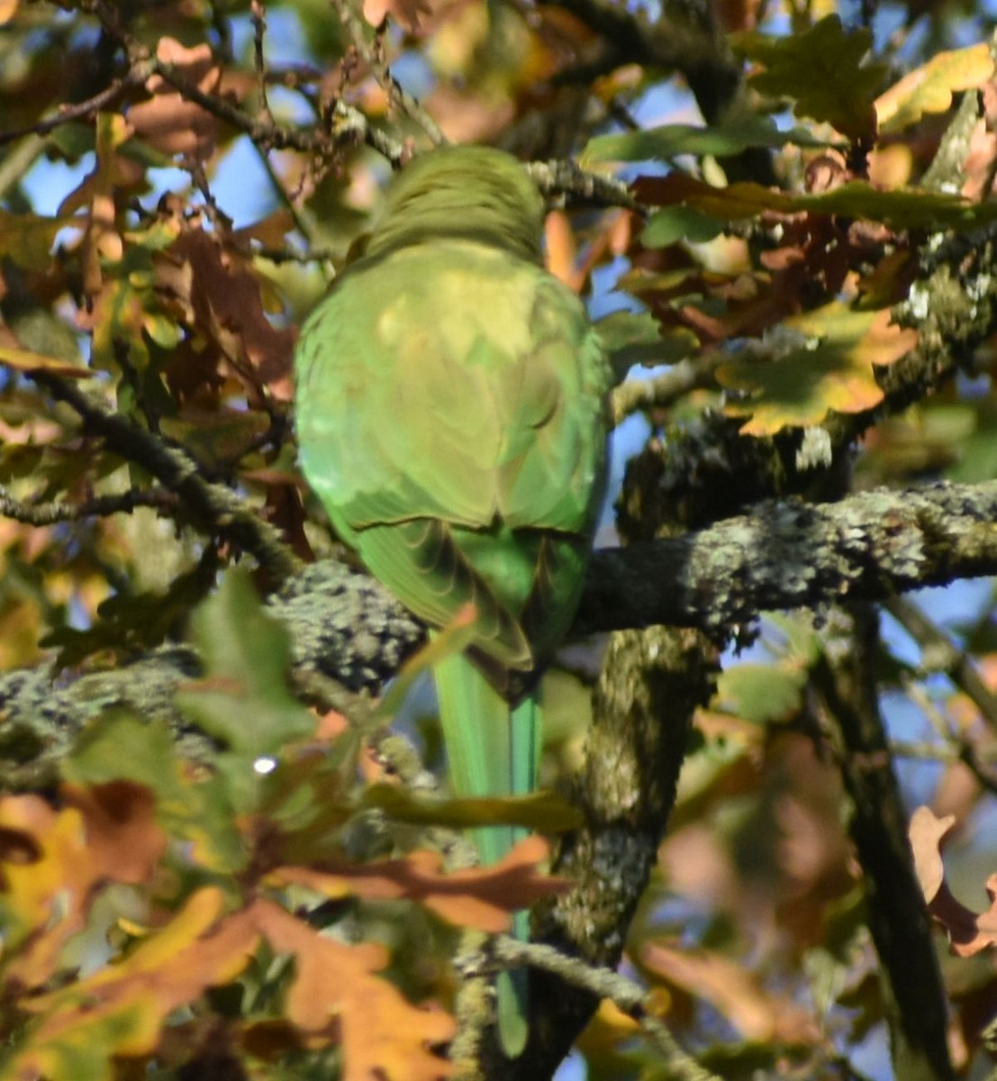 Rose-ringed Parakeet - ML646206898
