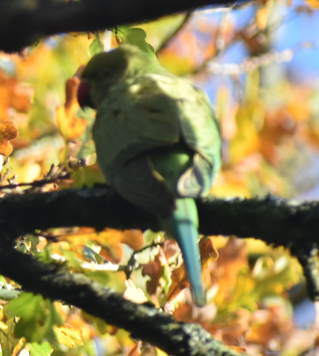 Rose-ringed Parakeet - ML646206899