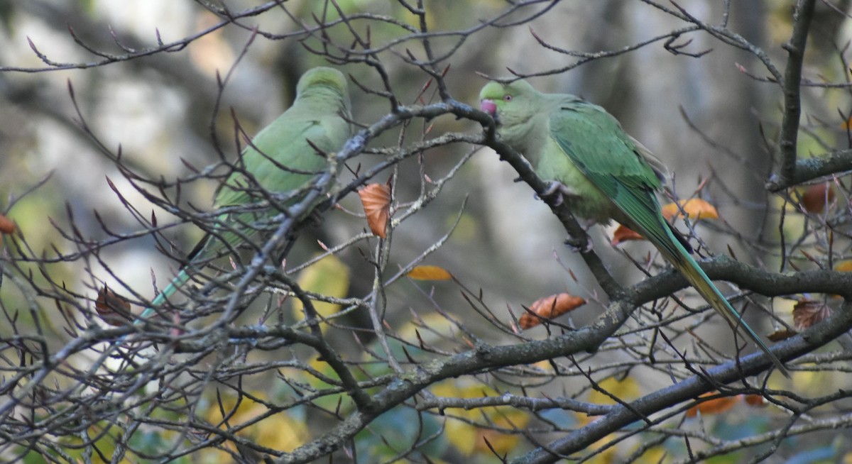Rose-ringed Parakeet - ML646206901