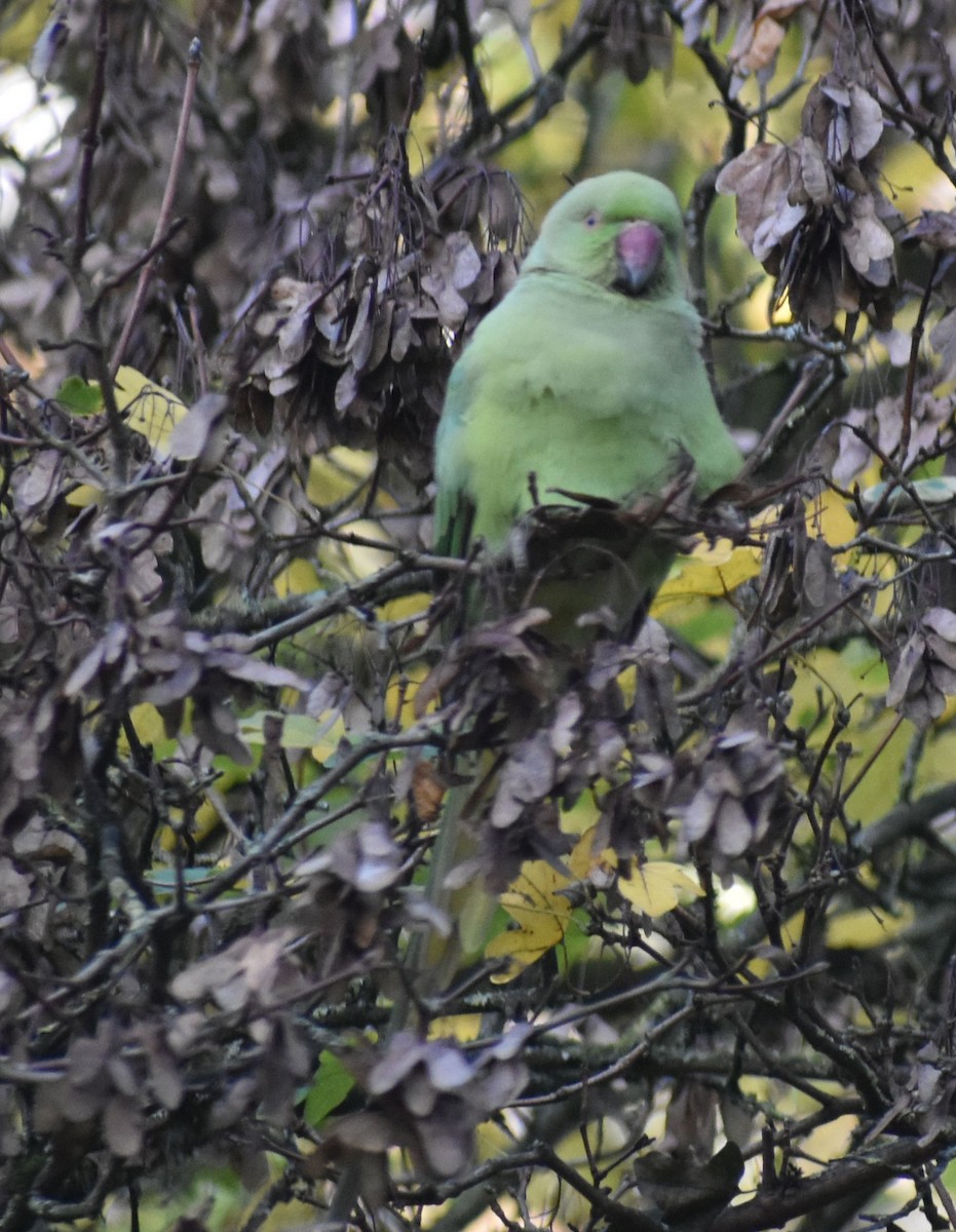 Rose-ringed Parakeet - ML646206902
