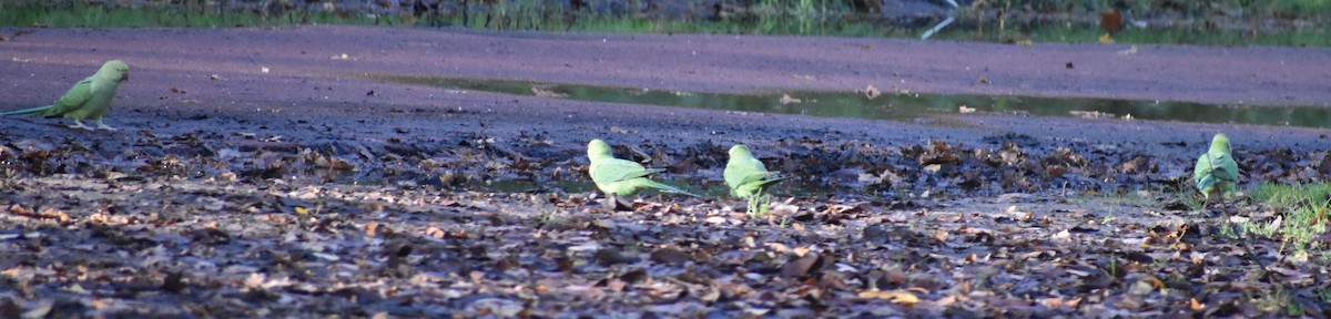 Rose-ringed Parakeet - ML646206903