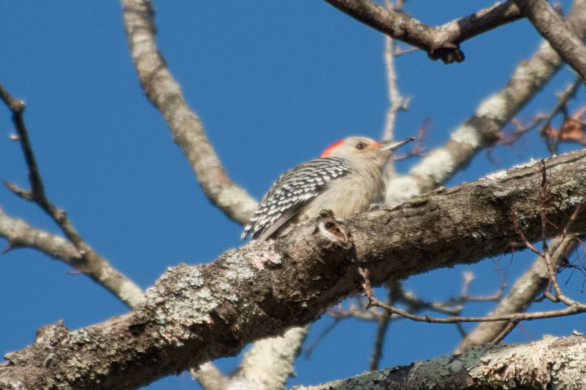 Red-bellied Woodpecker - ML646206904