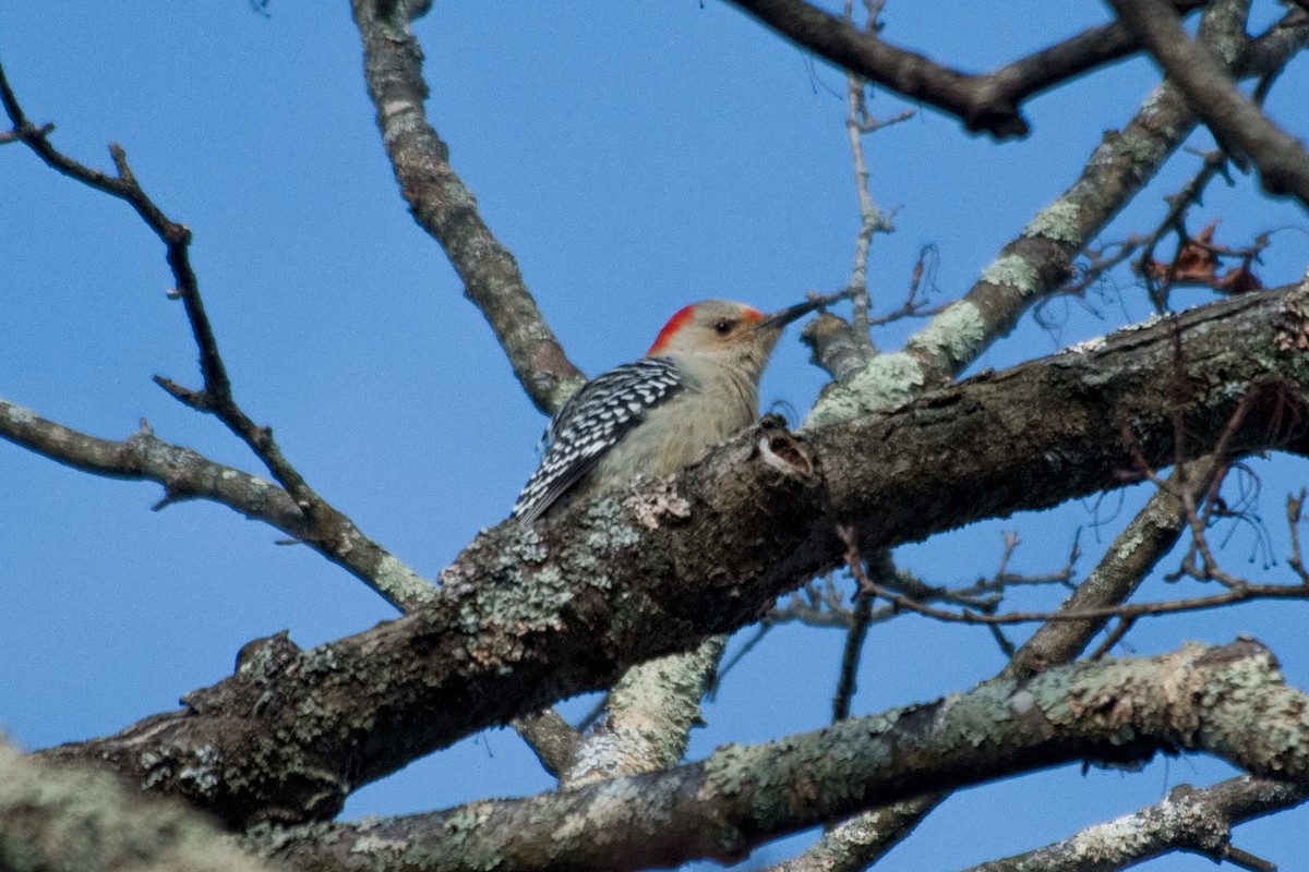 Red-bellied Woodpecker - ML646206905