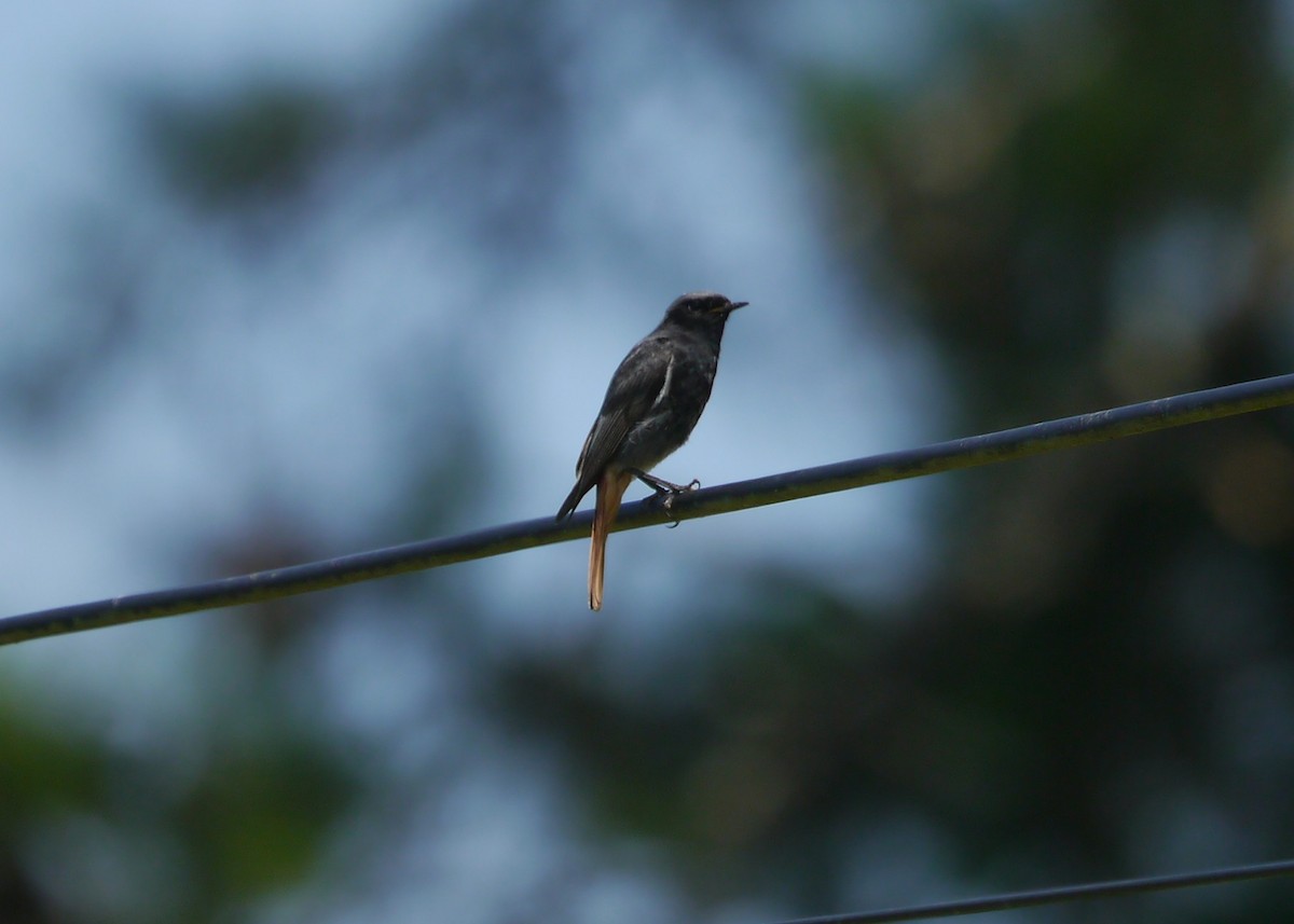 Black Redstart - ML646206910