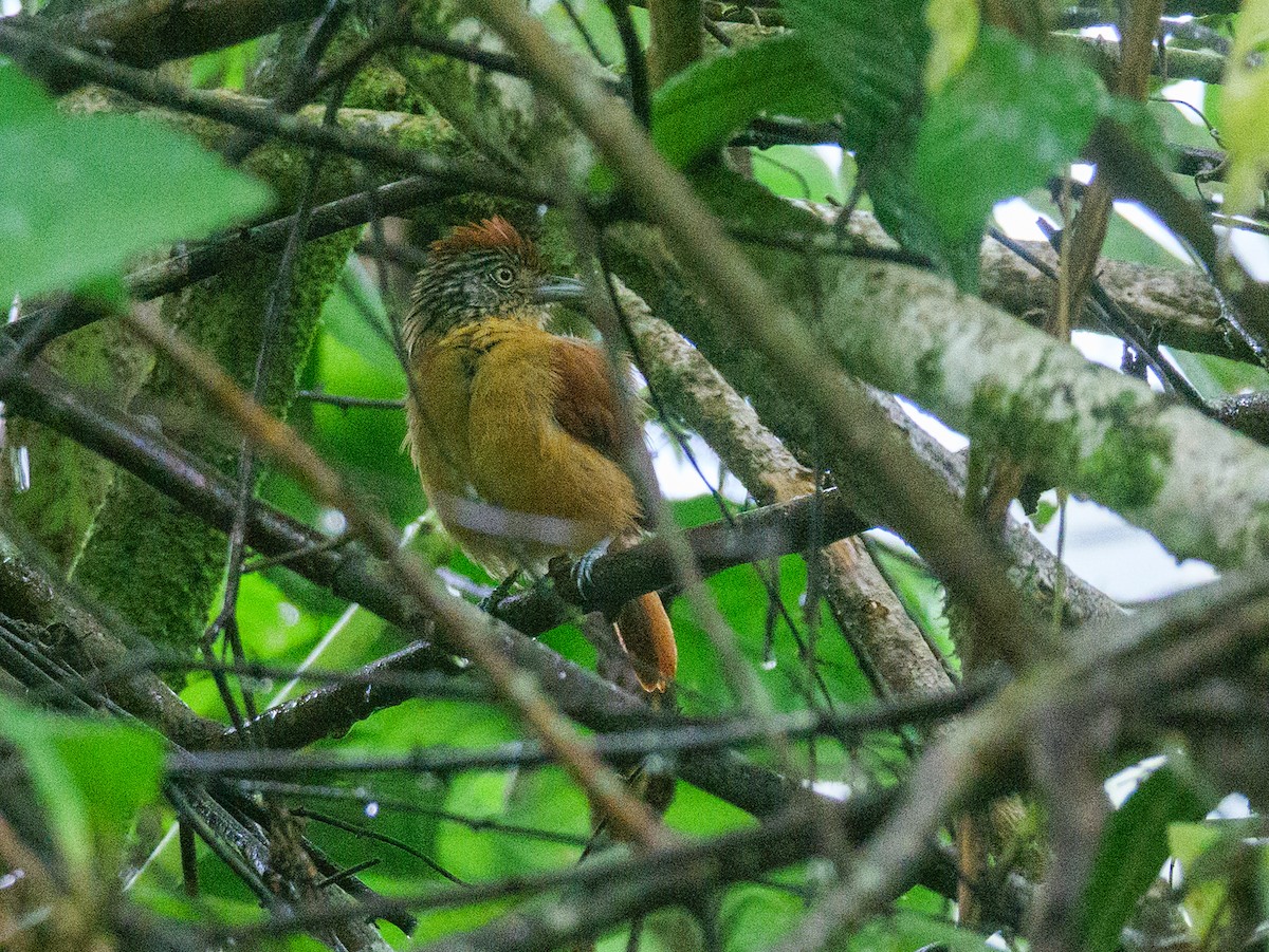 Barred Antshrike - ML646206911
