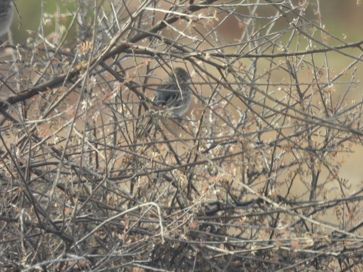 Worthen's Sparrow - ML646206912