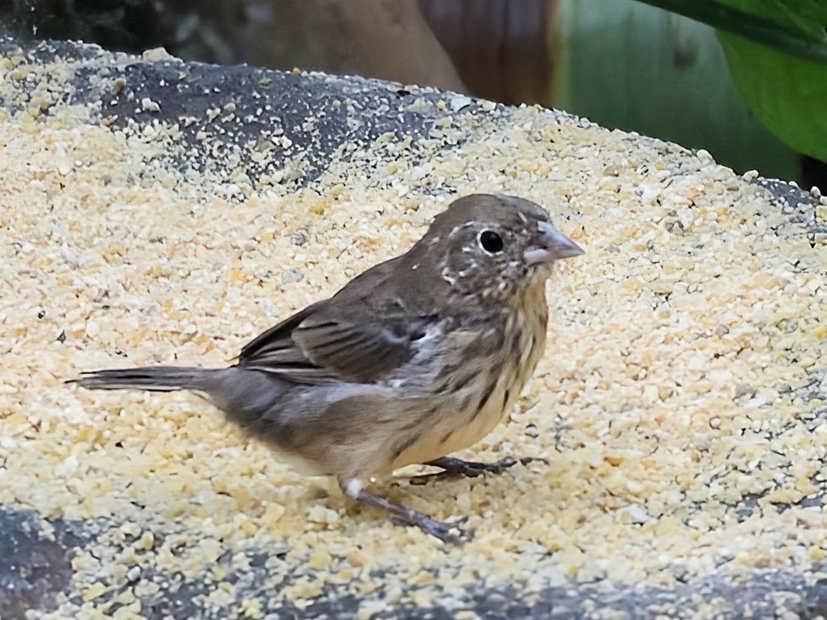 Blue-black Grassquit - ML646206913