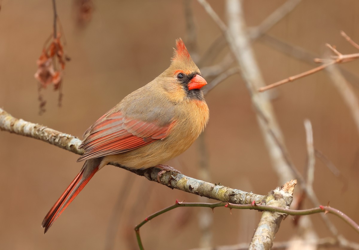 Northern Cardinal - ML646206914