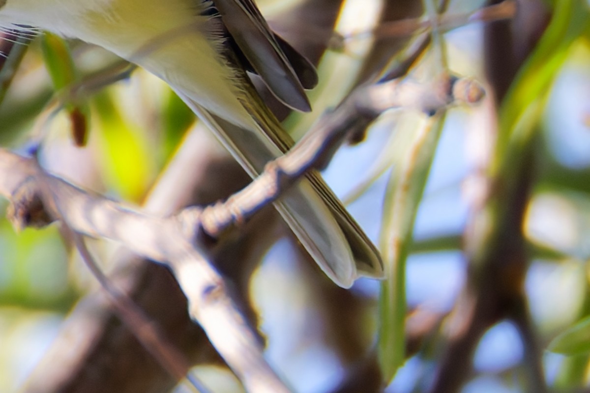 フタスジモズモドキ - ML646206915