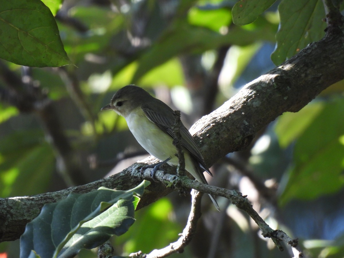 Eastern Warbling Vireo - ML646206918