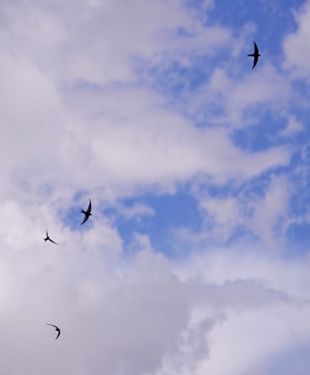 Серпокрилець чорний - ML646206923