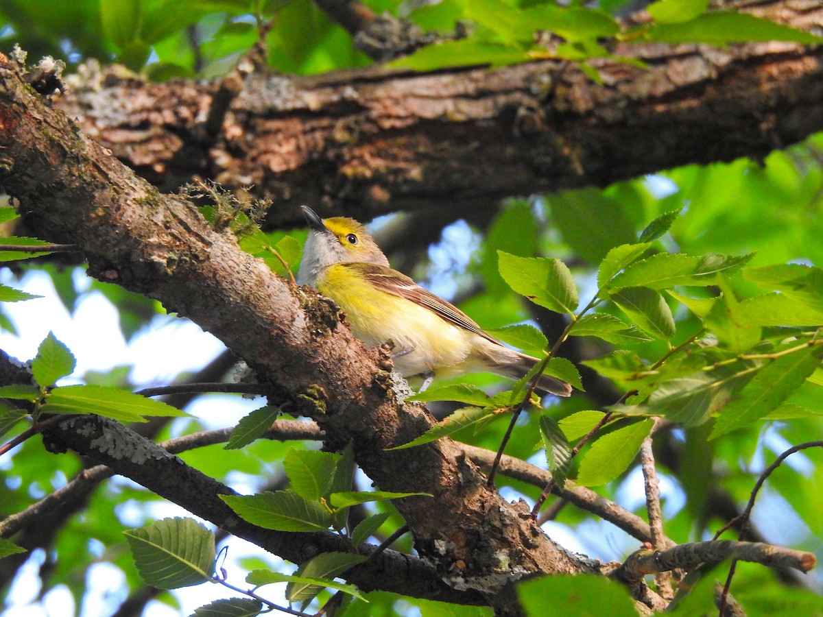 White-eyed Vireo - ML646206924