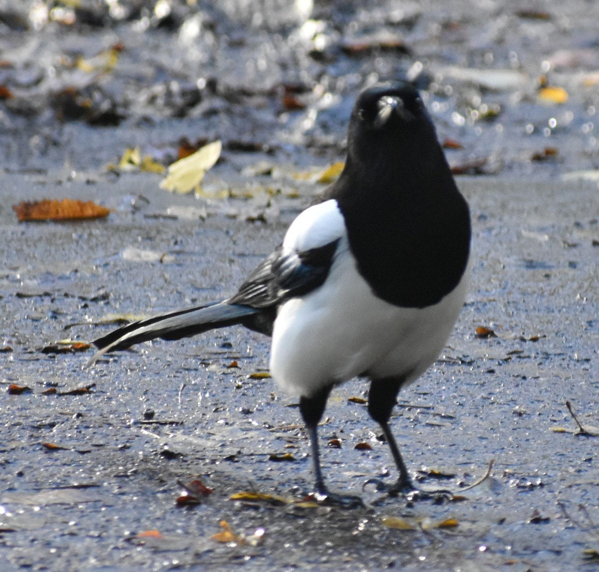 Eurasian Magpie - ML646206925